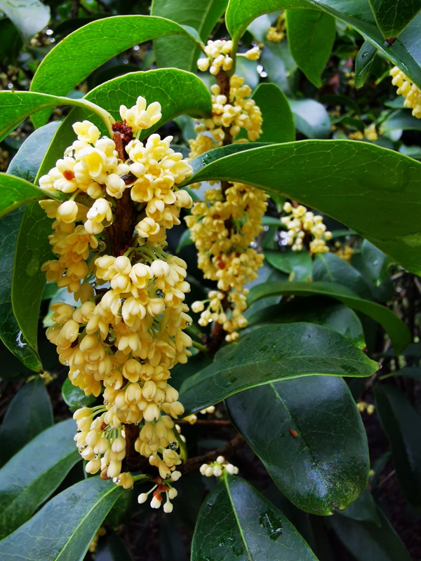 一花更比一花娇上海植物园早银桂中秋前迎来第二波花事