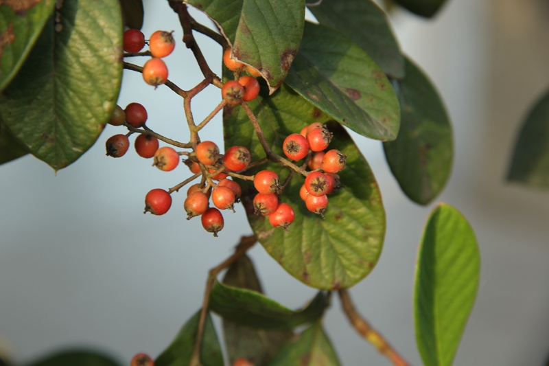 上海植物园里的小红豆