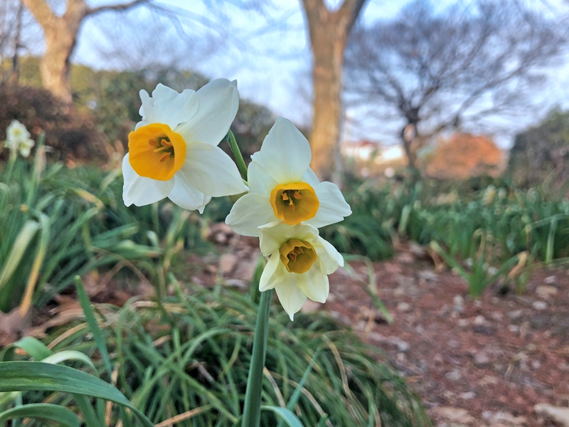 U:\信息报送\园艺科\2021年\2月\漳州水仙\800\IMG_3413.jpg