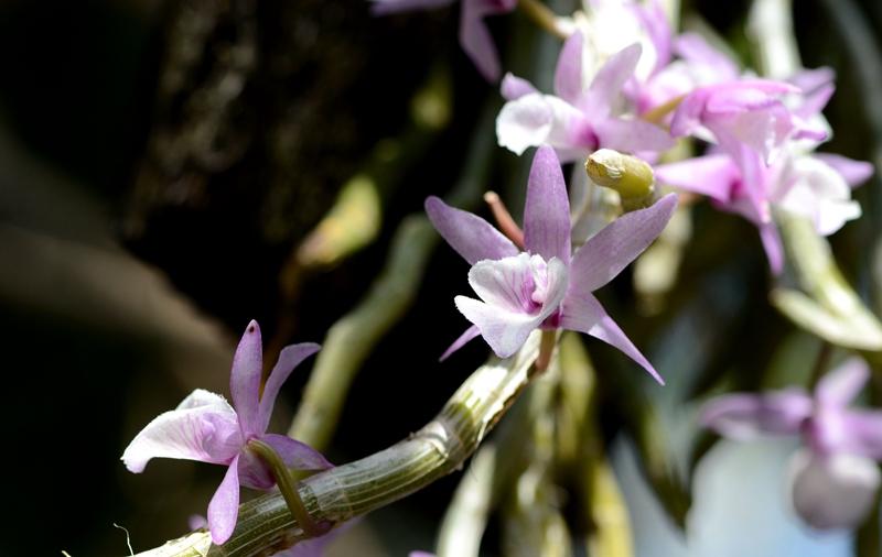 U:\信息报送\温室管理中心\2021年\4月\微信\有趣的温室\800\报春石斛--兰科石斛属 (1).jpg U:\信息报送\温室管理中心\2021年\4月\微信\有趣的温室\800\报春石斛--兰科石斛属 (1).jpg