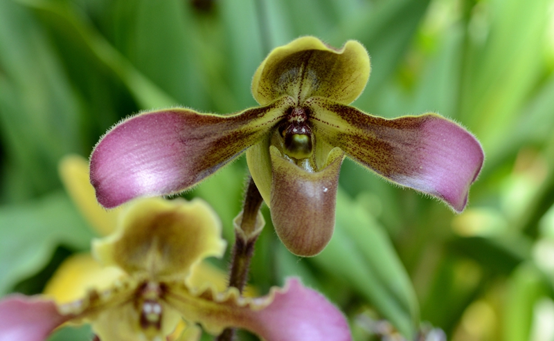 U:\信息报送\温室管理中心\2021年\4月\微信\有趣的温室\800\带叶兜兰.jpg U:\信息报送\温室管理中心\2021年\4月\微信\有趣的温室\800\带叶兜兰.jpg