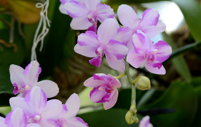 U:\信息报送\温室管理中心\2021年\4月\微信\有趣的温室\800\蝴蝶兰--兰科蝴蝶兰属 (1).jpg U:\信息报送\温室管理中心\2021年\4月\微信\有趣的温室\800\蝴蝶兰--兰科蝴蝶兰属 (1).jpg