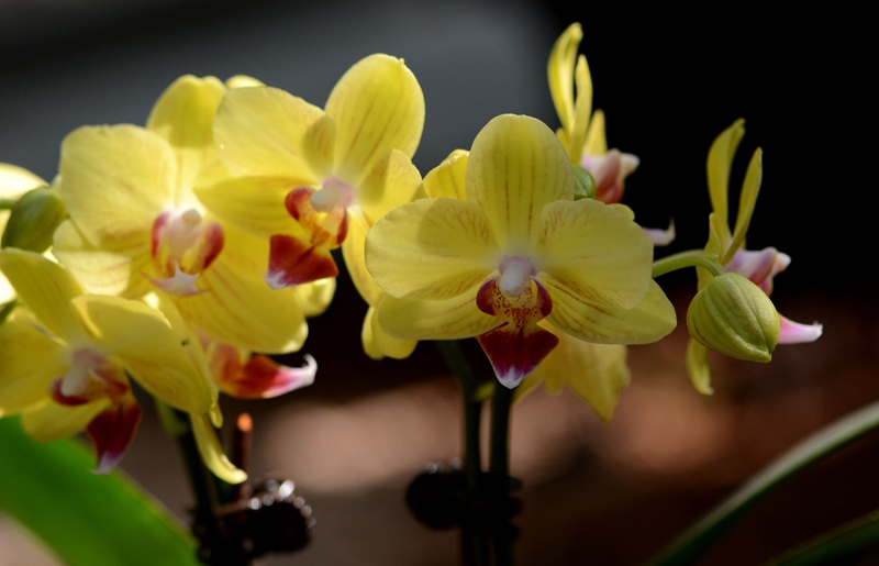 U:\信息报送\温室管理中心\2021年\4月\微信\有趣的温室\800\蝴蝶兰--兰科蝴蝶兰属 (12).jpg U:\信息报送\温室管理中心\2021年\4月\微信\有趣的温室\800\蝴蝶兰--兰科蝴蝶兰属 (12).jpg