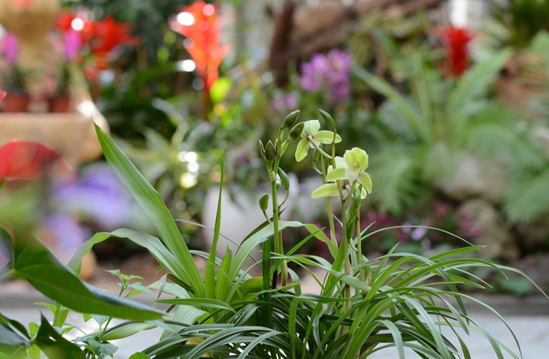 U:\信息报送\温室管理中心\2021年\4月\微信\有趣的温室\800\蕙兰‘初音’--兰科兰属 (1).jpg U:\信息报送\温室管理中心\2021年\4月\微信\有趣的温室\800\蕙兰‘初音’--兰科兰属 (1).jpg