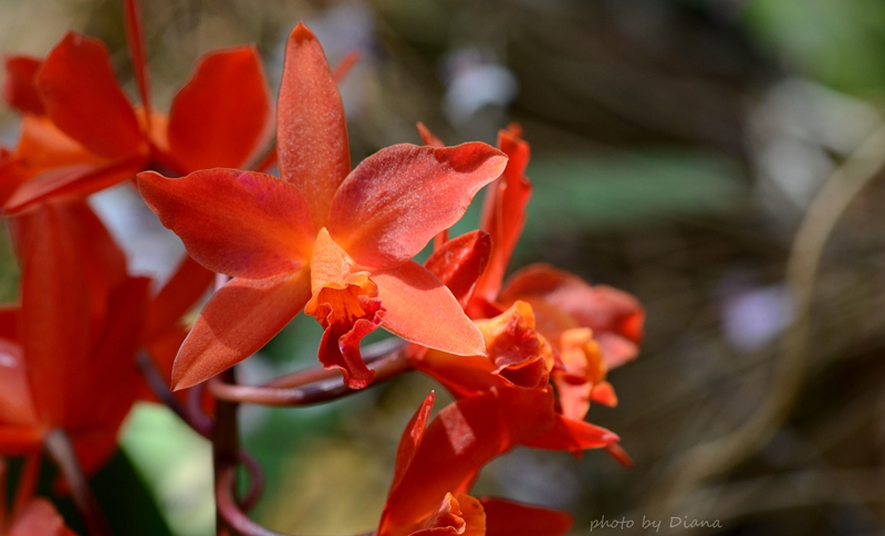 U:\信息报送\温室管理中心\2021年\4月\微信\有趣的温室\800\卡特兰‘日日春’.jpg U:\信息报送\温室管理中心\2021年\4月\微信\有趣的温室\800\卡特兰‘日日春’.jpg