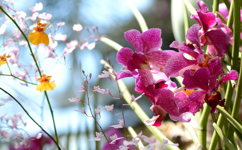 U:\信息报送\温室管理中心\2021年\4月\微信\有趣的温室\800\万代兰.jpg U:\信息报送\温室管理中心\2021年\4月\微信\有趣的温室\800\万代兰.jpg