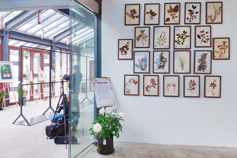 U:\信息报送\科普中心\2021年4月\2021上海(国际)花展•华东地区珍稀濒危野生植物展铂金奖展品出炉!\800\植物标本展区.jpg U:\信息报送\科普中心\2021年4月\2021上海(国际)花展•华东地区珍稀濒危野生植物展铂金奖展品出炉!\800\植物标本展区.jpg