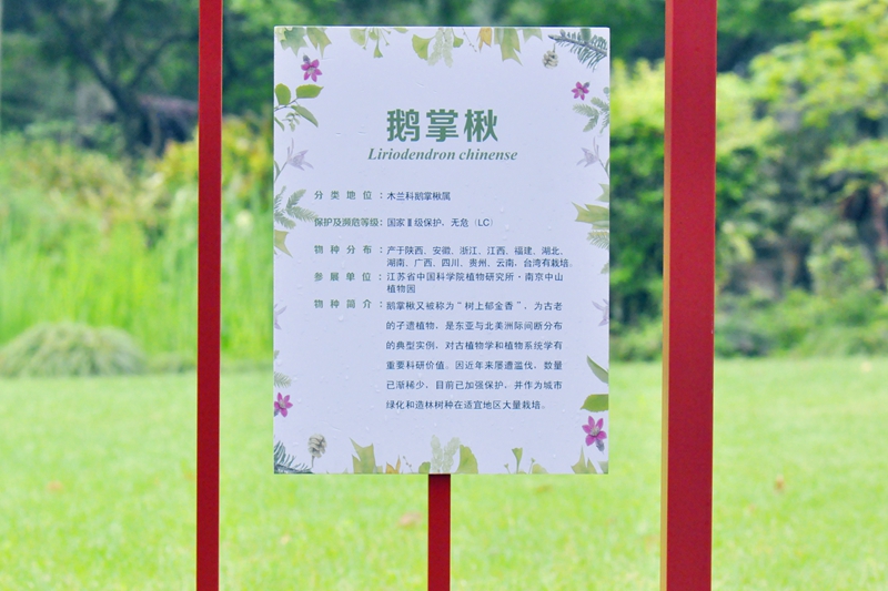 U:\信息报送\科普中心\2021年4月\2021上海(国际)花展•华东地区珍稀濒危野生植物展铂金奖展品出炉!\800\鹅掌楸.jpg U:\信息报送\科普中心\2021年4月\2021上海(国际)花展•华东地区珍稀濒危野生植物展铂金奖展品出炉!\800\鹅掌楸.jpg