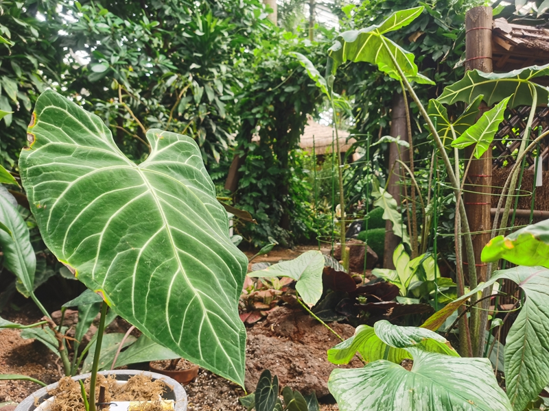 上海植物园