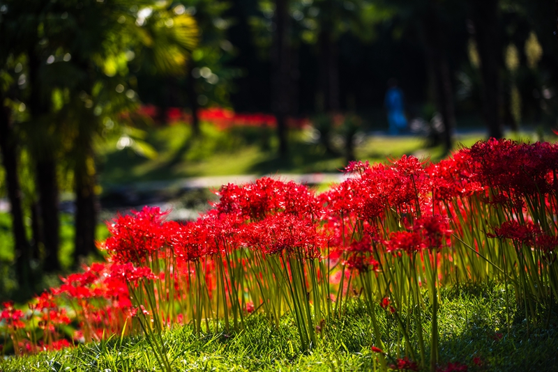 U:/信息报送/园艺科/2021年/9月/石蒜/照片/800/2.应用场景 (2).jpg