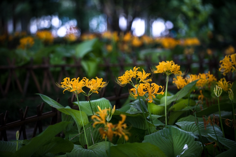 U:\信息报送\园艺科\2021年\9月\石蒜\照片\800\2.应用场景 (3).jpg