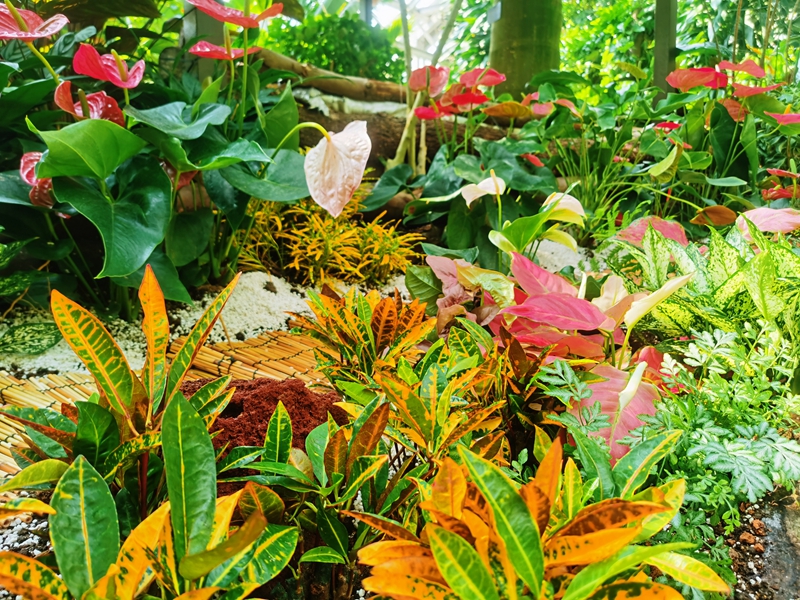 上海植物园