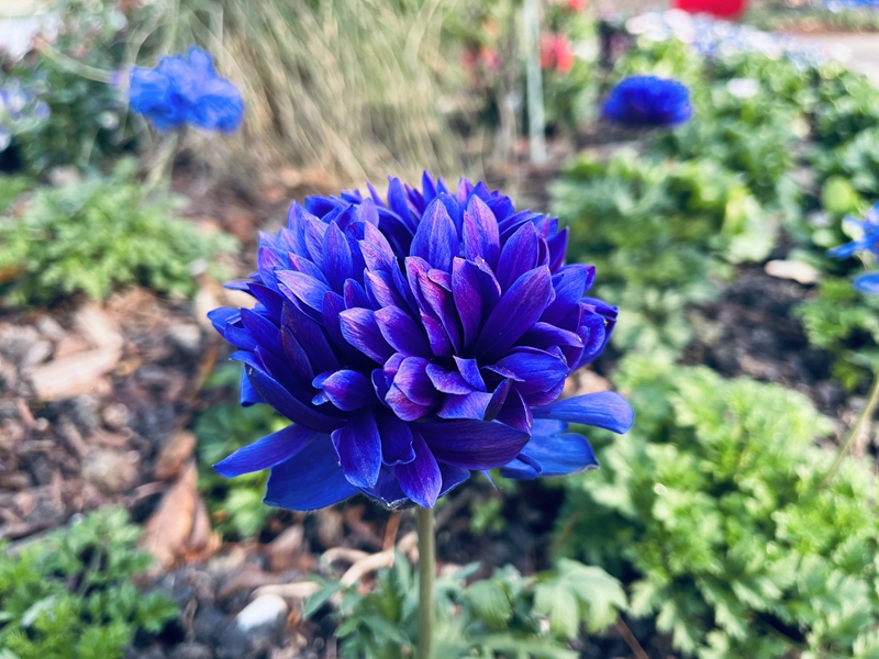 银莲花.jpg
