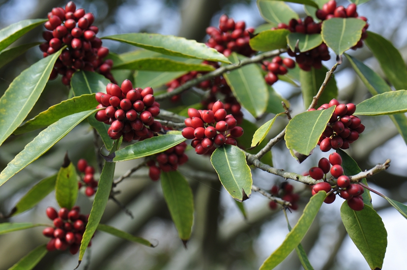 冬青.jpg