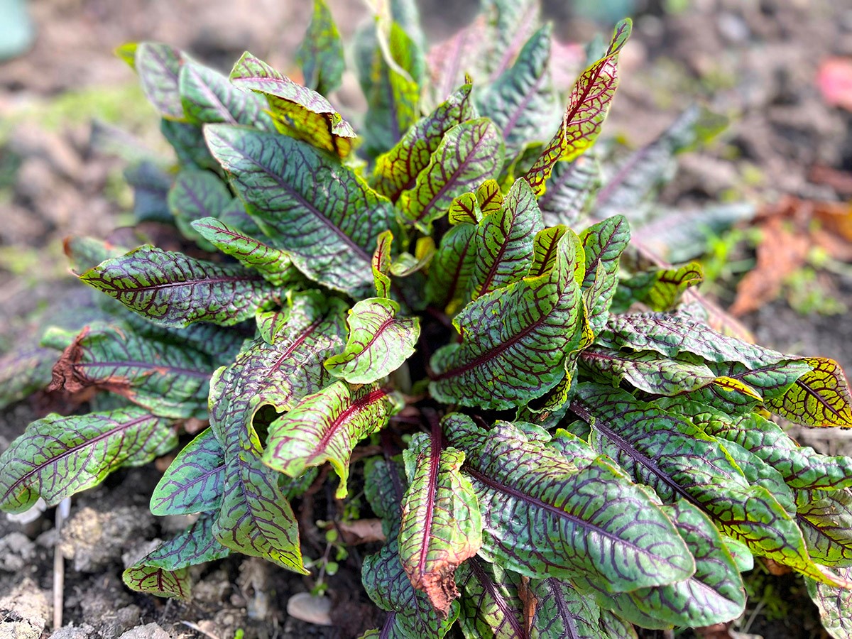 辰山植物园城市菜园红脉酸膜鲜嫩可食正当季