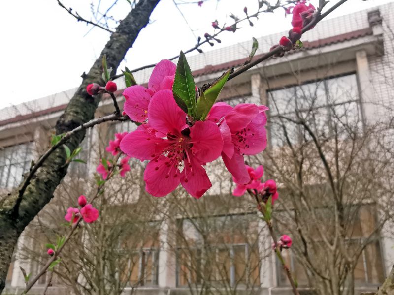 上海植物园