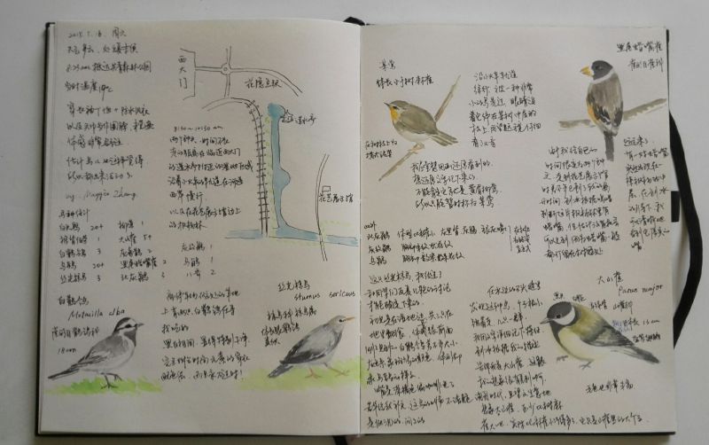 A组张玮的观鸟作业.jpg