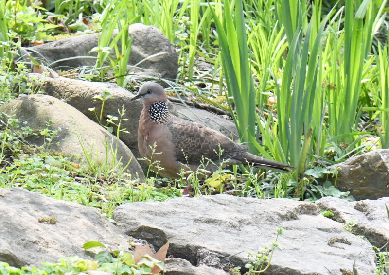 珠颈斑鸠.jpg