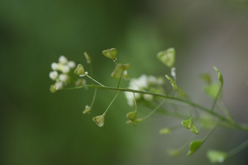 荠菜果实.jpg
