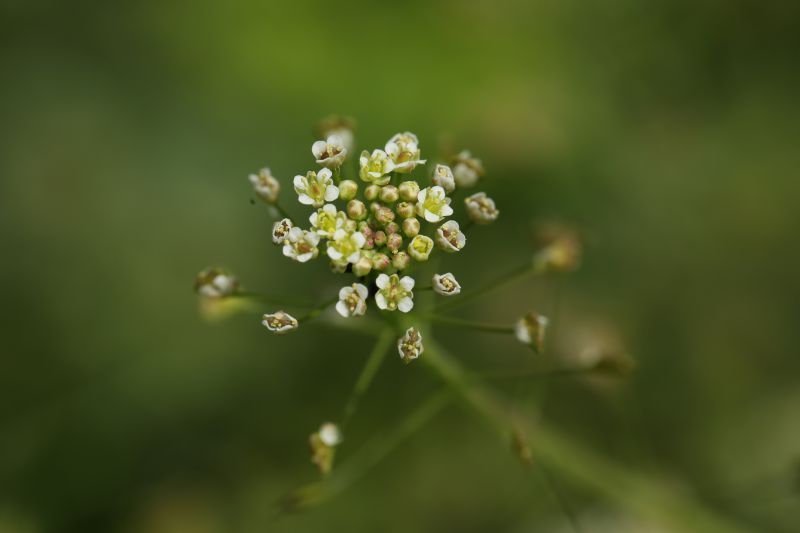 荠菜花.jpg