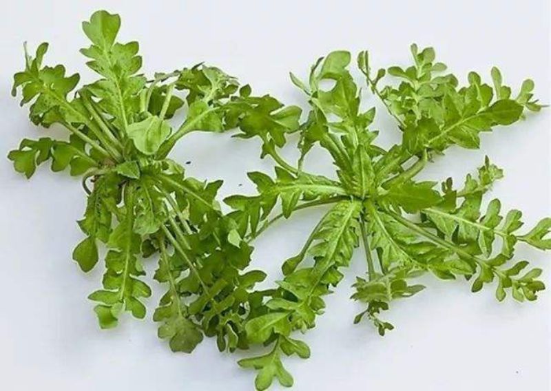 荠菜基部叶片(网图).jpg