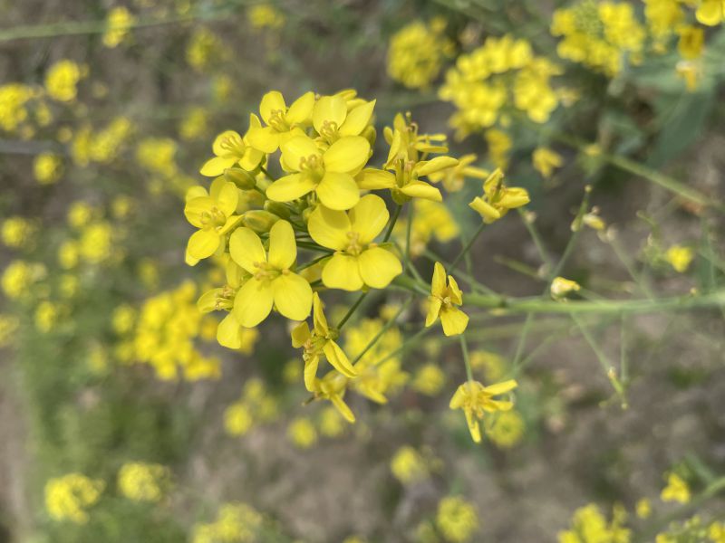 青菜花.jpg