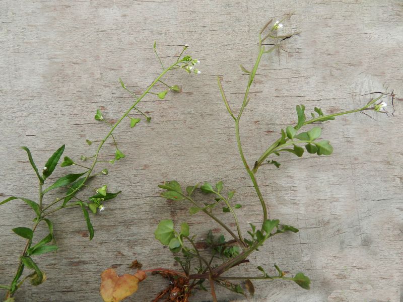 荠菜(左)和碎米荠(右).jpg 荠菜(左)和碎米荠(右).jpg