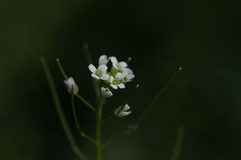 碎米荠的花与果实.jpg 碎米荠的花与果实.jpg