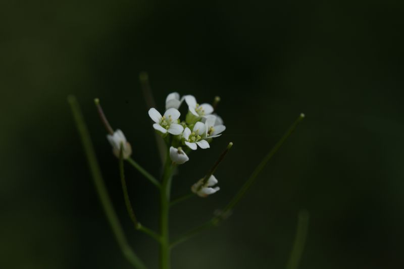 碎米荠的花与果实.jpg