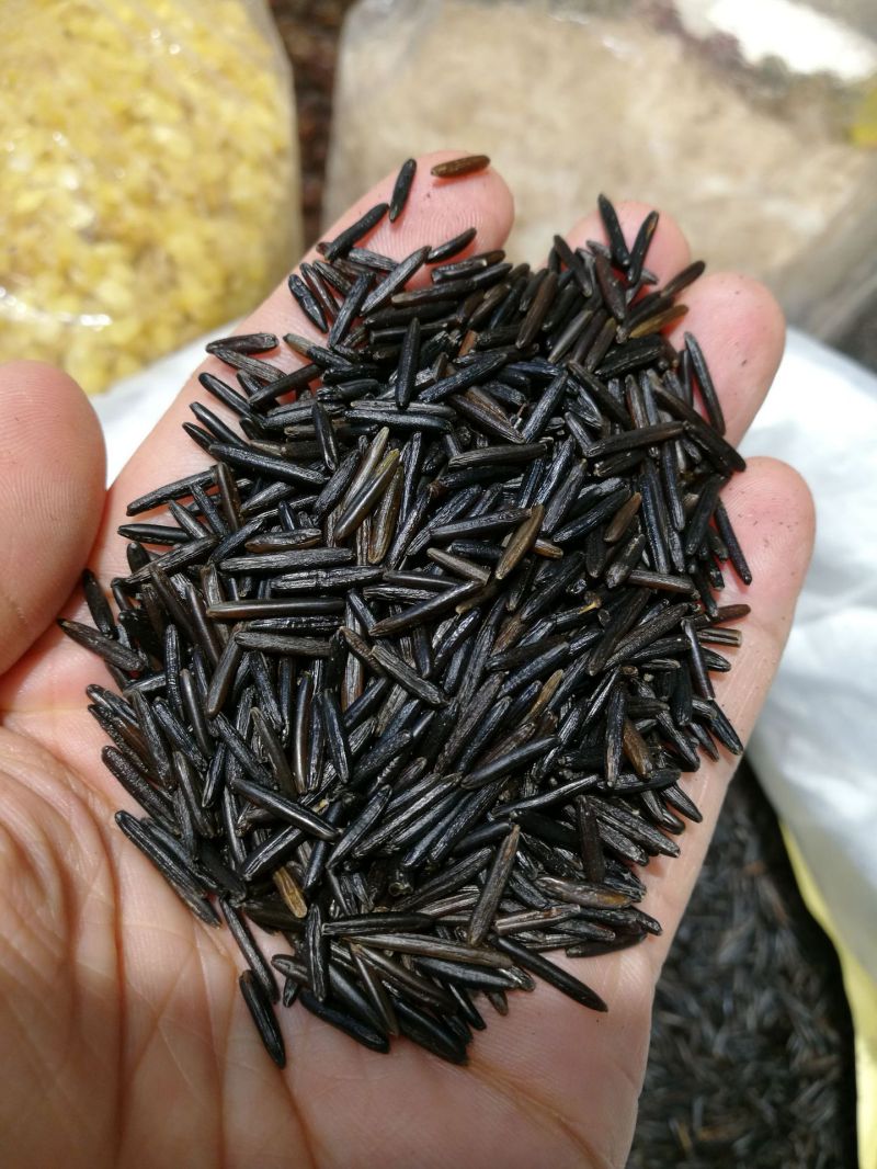 图4 北美的沼生菰菰米 图片来自网络.jpg