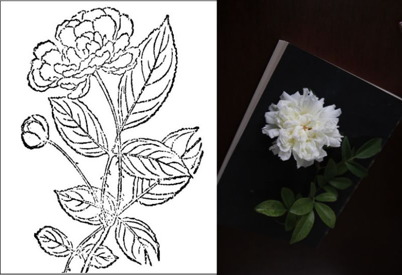 清代陈淏子《花镜》中绘制的酴醚与大花白木香.jpg