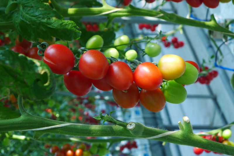 图2 番茄‘甜玉’ 图源：汪远.jpg