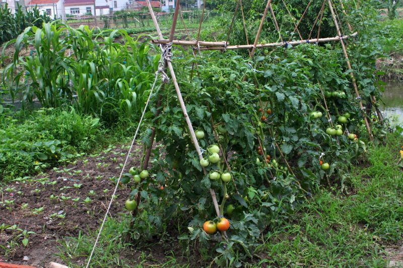 图13 菜园中的西红柿 图源：刘昂.jpg