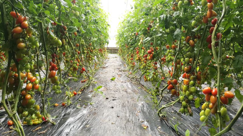 图14 山东大棚内的栽培番茄 图源：刘翔.jpg