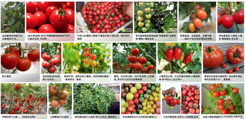图15 番茄品种一览  图源：必应搜索截图.png