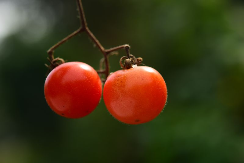 图17 色彩质感诱人的番茄 图源：刘昂.jpg