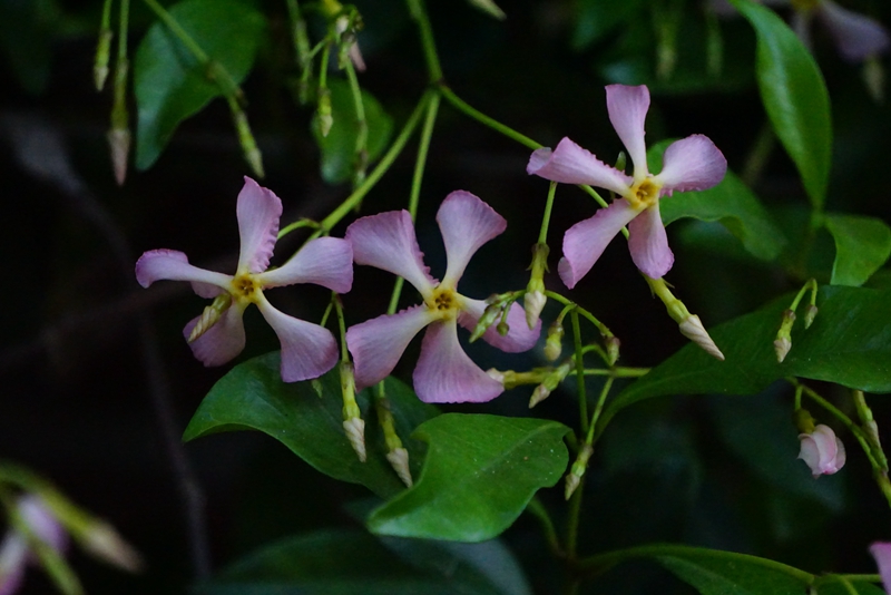 粉花络石.jpg 粉花络石.jpg