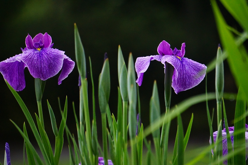 花菖蒲.jpg 花菖蒲.jpg