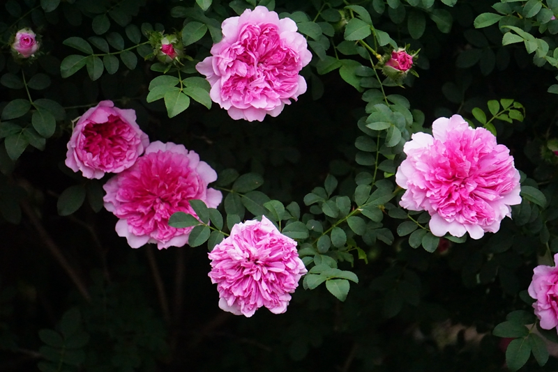 缫丝花.jpg 缫丝花.jpg