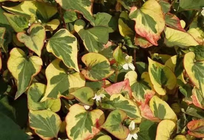 花叶蕺菜.jpg