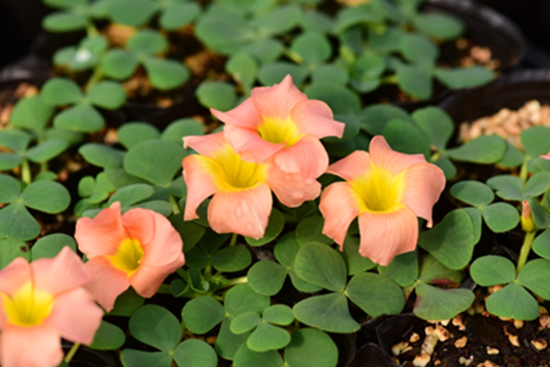 HYOX068－Oxalis purpurea ‘Salmon’－鲑鱼色芙蓉酢浆草.jpg