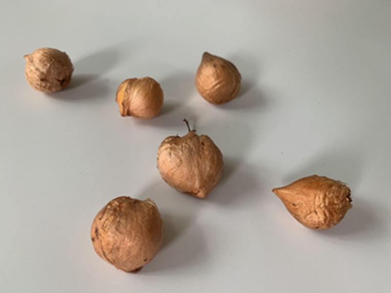 1303爪子酢浆草（长爪酢浆草）‘秋后’Oxalis flava‘Autumn Queen’ (2).jpg