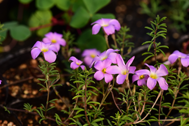 hyox108-oxalis hirta pale purple-紫长发酢浆草.jpg