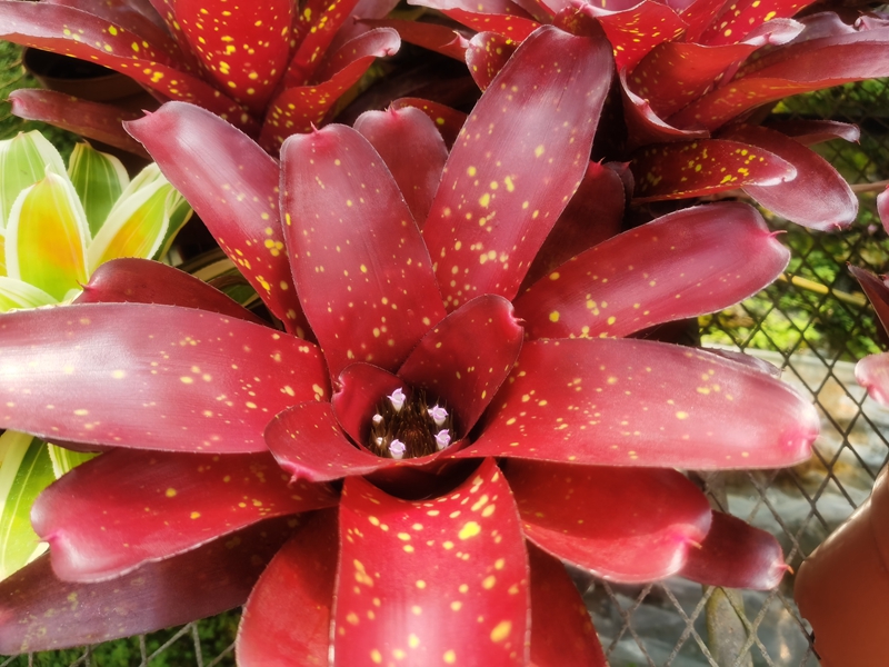 1174彩叶凤梨‘快乐的想法’Neoregelia 'Happy Thoughts'.jpg