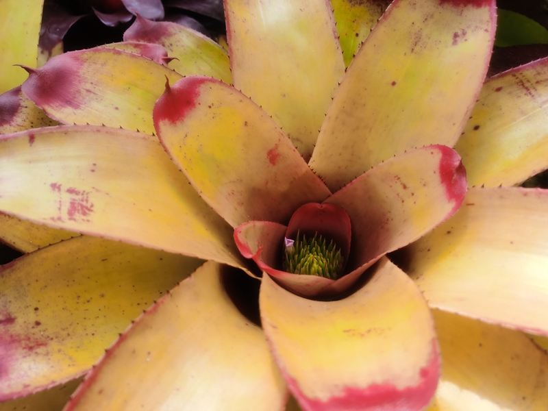653彩叶凤梨‘黄色美味’Neoregelia 'Yellow Delicious'.jpg