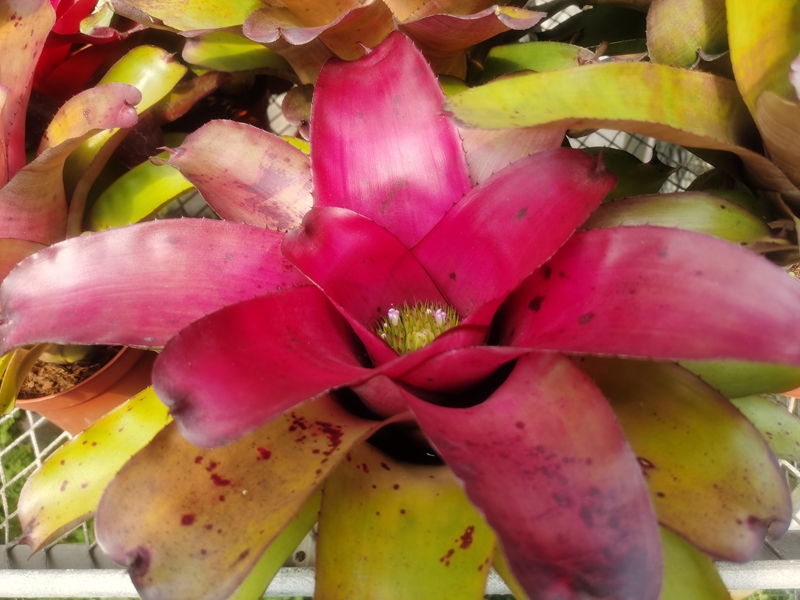 3966彩叶凤梨‘黎明巡逻’Neoregelia 'Dawn Patrol'.jpg