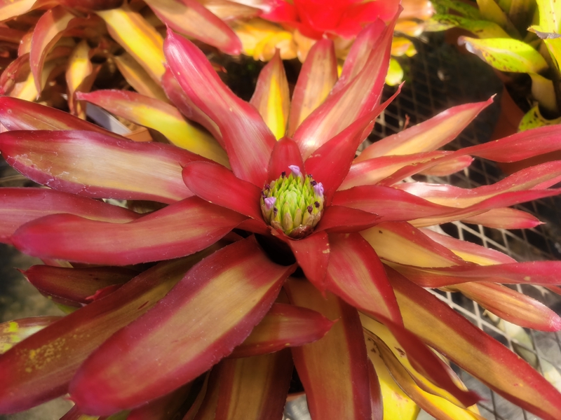 彩叶凤梨‘贝壳舞’Neoregelia‘Shell Dance’.jpg