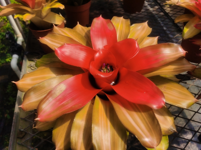 彩叶凤梨‘橙光’Neoregelia ‘Orange Glow’.jpg