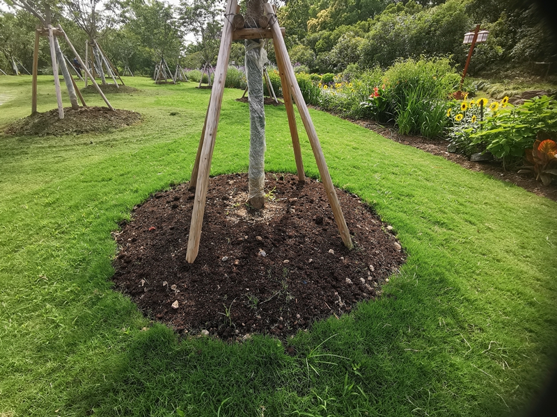 樱花树坛覆盖 (1).jpg