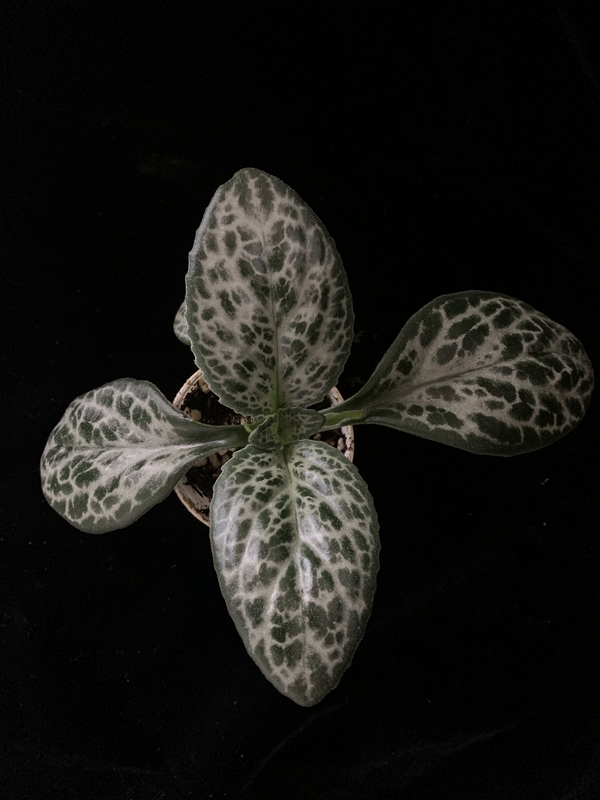 黄花牛耳朵,苦苣苔科报春苣苔属多年生草本植物.